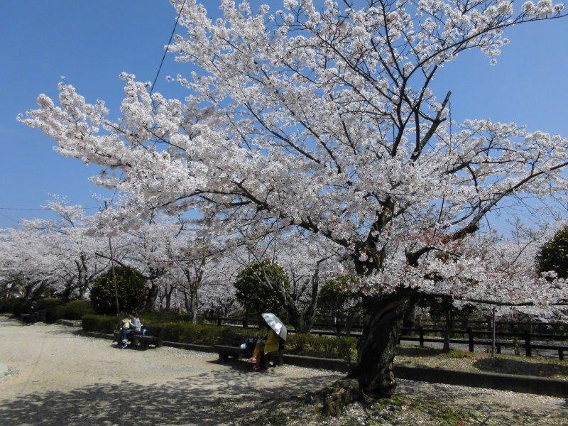 🌸 마루야마 공원(마루야마 코엔) 이미지 1